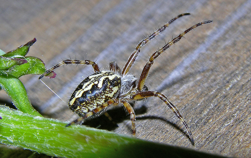 Aculepeira sp.